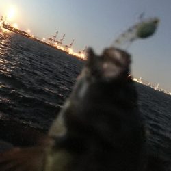 スーパーボウルでメバル